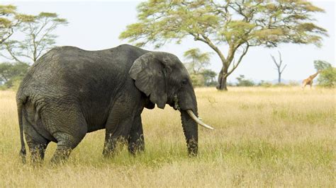 Elephant Hd Wallpapers with regard to Apple Wallpaper Elephant | ペットの鳥 ...