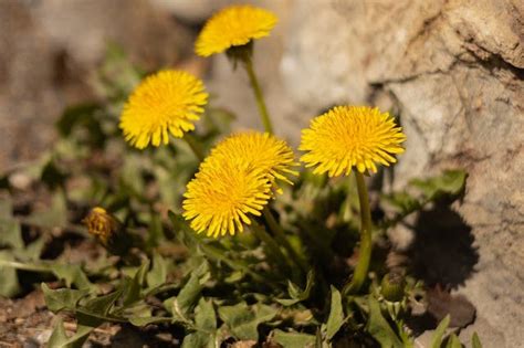 Dandelion Weeds In Garden | Woolpit Nurseries - Family Run Plant Nursery