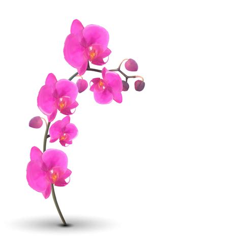 Naturalistic Beautiful Colorful Pink Orchid on White Background 2506912 Vector Art at Vecteezy