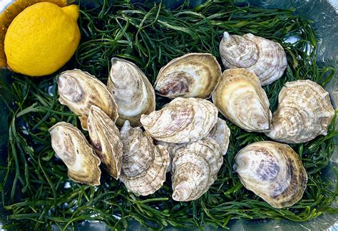 Ship Fresh Oysters — Bar Harbor Oyster Co.