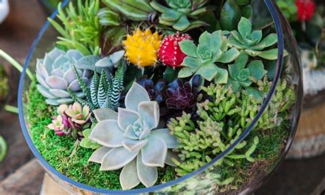 DIY Succulent Terrarium Ideas | Flowersandflowerthings