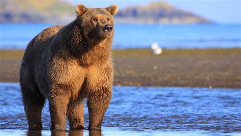 The Great Alaskan Grizzly Encounter - AK Bear Cruise - AdventureSmith