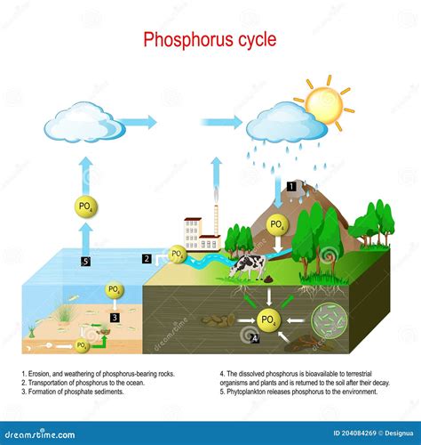 The Phosphorus Cycle Vector Illustration | CartoonDealer.com #136509878