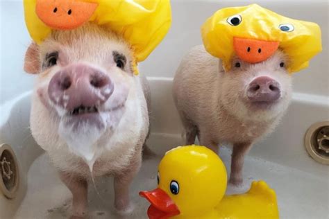 10 Famous Pigs In The World That Prove This Year's Zodiac Animal Is So Blessed - Weekender.Com.Sg