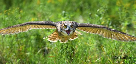 Great Horned Owl flying | Great horned owl, Owl, Owl photography