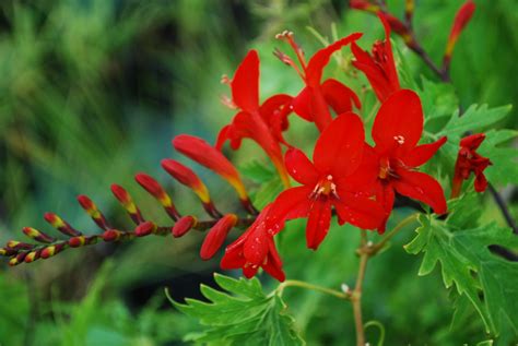 Crocosmia Lucifer | Emerald Plants