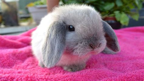 Fluffy Baby Bunny