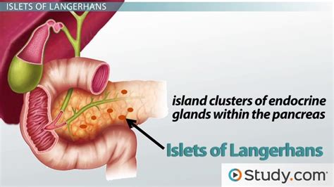 Pancreas Gland | Anatomy, Function & Problems - Lesson | Study.com