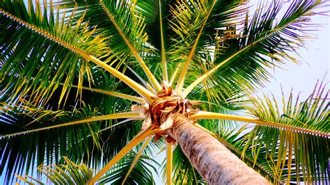 Download Nature Palm Tree 4k Ultra HD Wallpaper