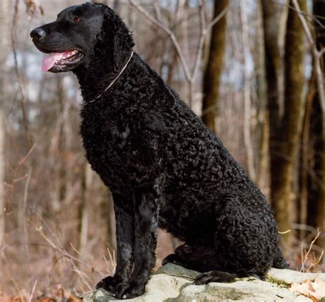 Curly Coated Retrievers - they love playing and running, recommended ...