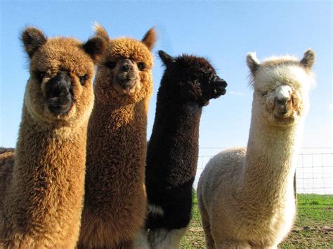 Alpaca, llama computer HD wallpaper | Pxfuel