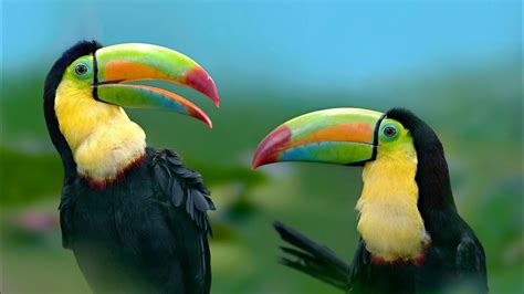 4 Amazing Toucan Facts! | Where to Find the Toucan | Toucan Nests | What do toucans eat? - YouTube