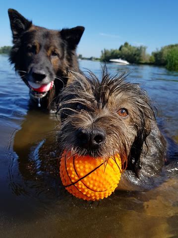 Dogs Playing In Water Stock Photo - Download Image Now - iStock