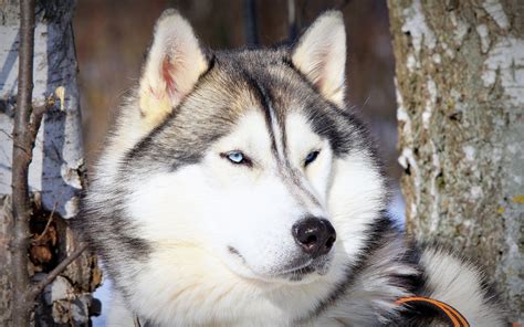 animals, Dog, Alaskan Malamute Wallpapers HD / Desktop and Mobile ...