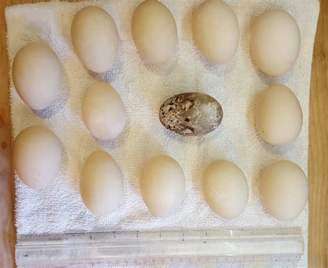 Which duck laid the black eggs?! | BackYard Chickens - Learn How to Raise Chickens