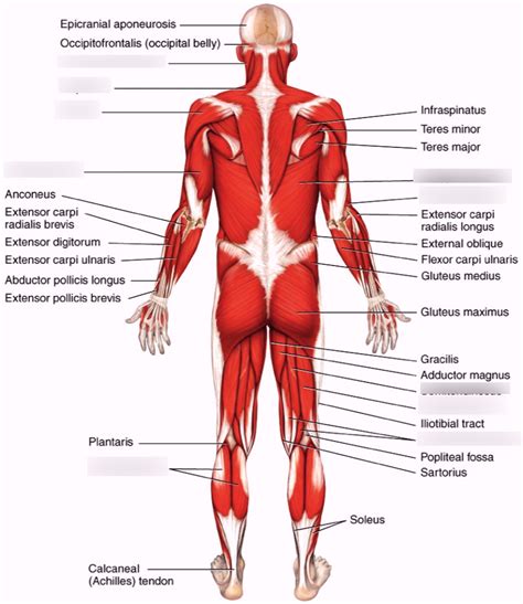 Major Skeletal Muscles Diagram | Quizlet