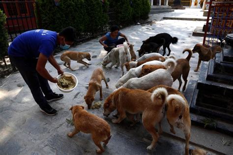 Not everyone is happy with people feeding stray dogs