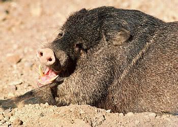 peccary facts - Google Search | Animals, Facts