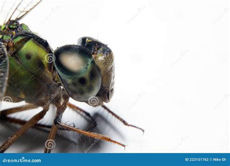 Compound Eyes of a Dragonfly Stock Photo - Image of white, environment ...