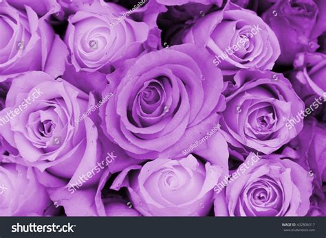 338,517 Purple Rose Flowers Stock Photos, Images & Photography ...