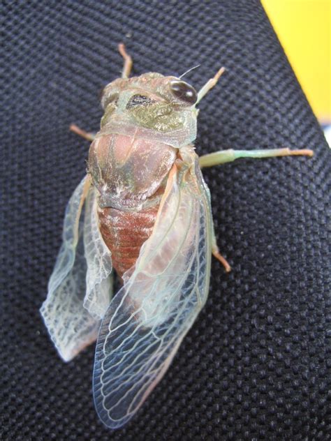 Dalia's Pets: Cicada With Pink Wings