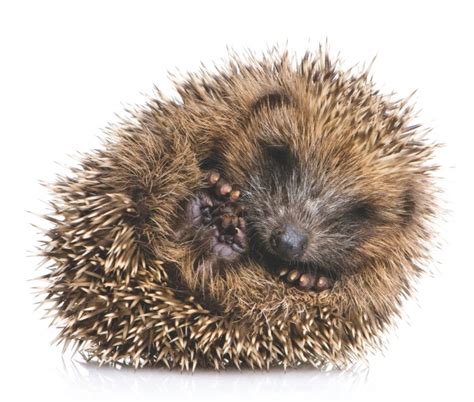 What are a hedgehog's spines made of? – How It Works