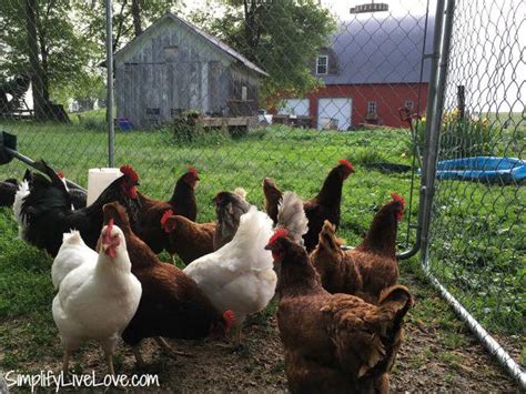 Why You Might Consider Raising Chickens for Eggs - Simplify, Live, Love