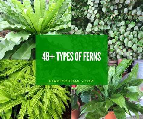 48+ Types Of Ferns (Indoor, Outdoor, Aquarium) With Photos | Types of ferns, Indoor ferns ...