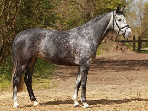 Cavaluna, a 16.1 hh Westphalian mare. Disciplines: Dressage, Show ...