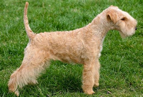 Lakeland Terrier Dog Breed - Pictures, Information, Temperament ...