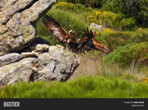 Golden Eagle (aquila Image & Photo (Free Trial) | Bigstock