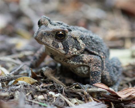 Fowler's toad 2052 | Ray | Flickr