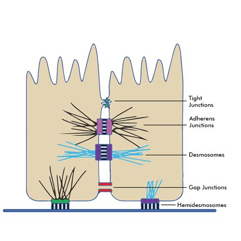 Desmosomes Tight Junctions And Gap Junctions