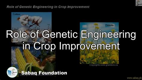 Role of Genetic Engineering in Crop Improvement, Biology Lecture ...