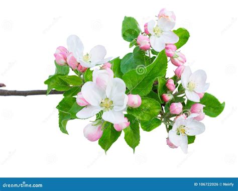 Apple Tree Flowers and Leaves Stock Photo - Image of pear, green: 106722026