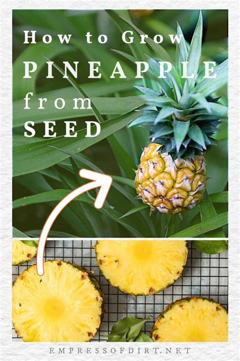 How To Grow Pineapple From Seed (Two Methods)