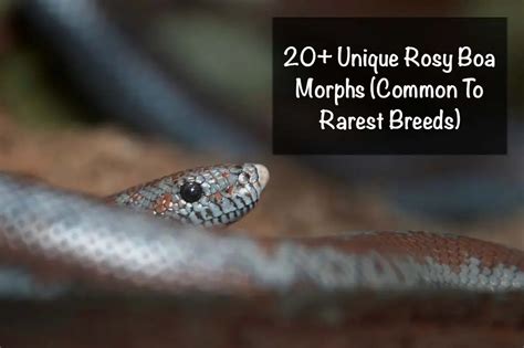 21 Unique Rosy Boa Morphs From Common to Rarest | ExoPetGuides