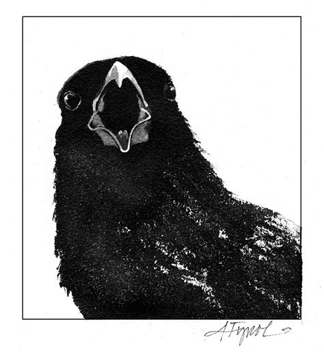 Crow Communication is Cawfully Complicated | The Outside Story