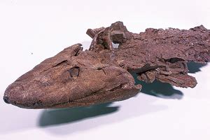 Tiktaalik’s internal anatomy explains evolutionary shift from water to land