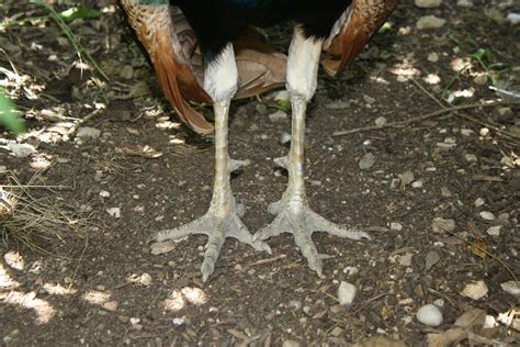 peacock legs and feet | dmatp | Flickr