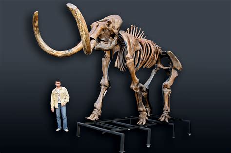 Russian woolly mammoth skeleton (Mammuthus primigenius) photos — PaleoArt.com