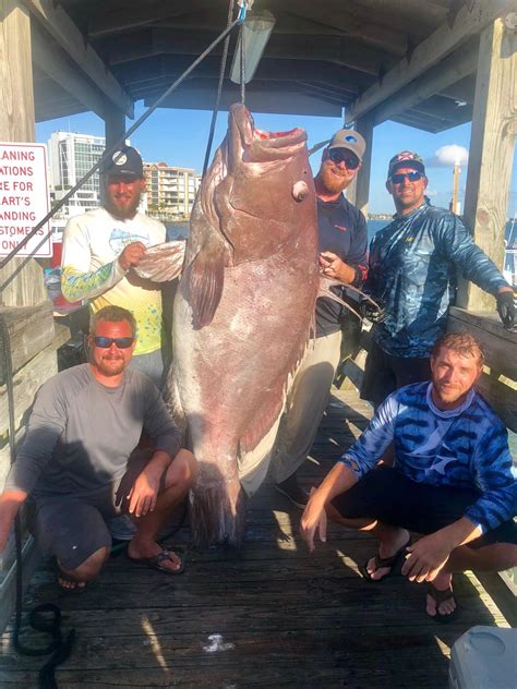 Nearly 400 lbs. Warsaw grouper caught off Sarasota - Suncoast News and Weather Sarasota Manatee ...