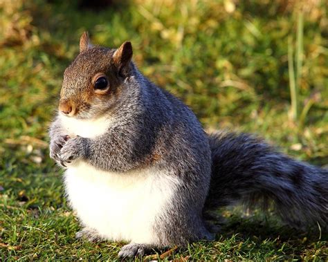 Squirrels are getting fatter than usual because of warmest December on record | Nature ...