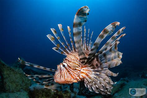 Lionfish Habitat Map