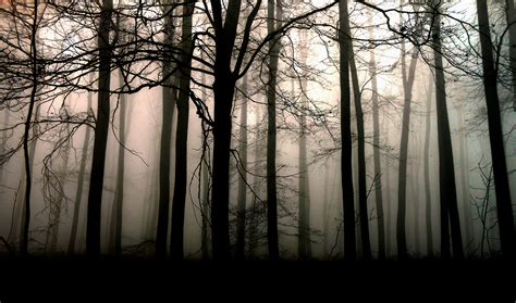 Free Images : tree, nature, forest, branch, black and white, fog, mist ...