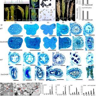 Suppression of OsUCH3 impairs rice stamen development by DNA... | Download Scientific Diagram