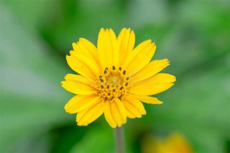 Beautiful Singapore Daisy Flower Stock Photo - Image of plant, fresh: 74773098