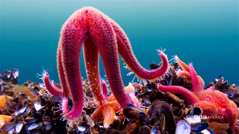 Sneak Peek: Majestic Starfish | Planet Earth: Blue Planet II | BBC America