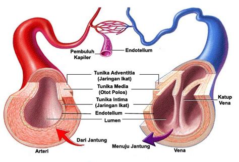 Pembuluh Darah: Pengertian ,Macam-Macam Dan Penyakit Pada Pembuluh ...