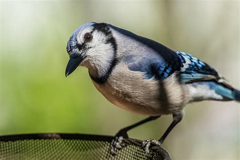 Blue Jay feeding Photograph by Garth Steger - Fine Art America